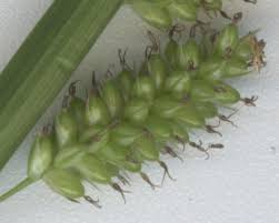 Attēlu rezultāti vaicājumam “Carex acutiformis fruit”