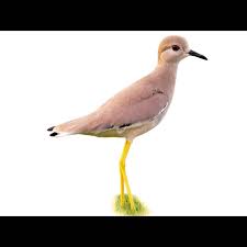 Image result for Vanellus leucurus