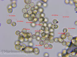 Attēlu rezultāti vaicājumam “Siphoptychium violaceum”