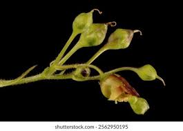 Attēlu rezultāti vaicājumam “Scrophularia nodosa fruit”