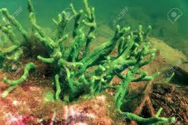 Attēlu rezultāti vaicājumam “Spongilla lacustris”