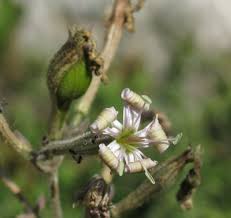 Attēlu rezultāti vaicājumam “Silene viscaria fruit”