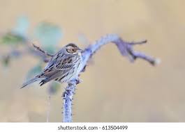 Image result for Emberiza pusilla