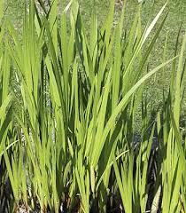 Attēlu rezultāti vaicājumam “Acorus calamus leaf”