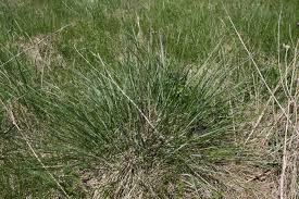 Attēlu rezultāti vaicājumam “Helictotrichon pratense”