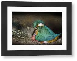 Attēlu rezultāti vaicājumam “Alcedo atthis nest”