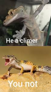 Image result for gravidity leopard gecko