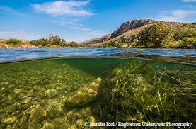 Image result for Dearne Valley Devils