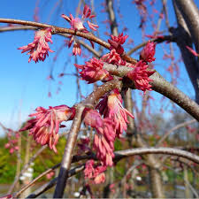 Attēlu rezultāti vaicājumam “Cercidiphyllum japonicum fruit”