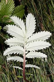 Attēlu rezultāti vaicājumam “Argentina anserina leaf”