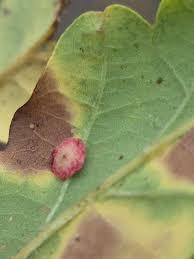 Attēlu rezultāti vaicājumam “Neuroterus albipes”