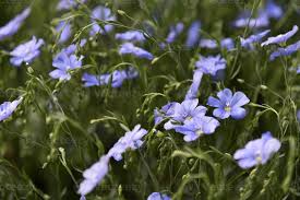 Attēlu rezultāti vaicājumam “Linaceae”