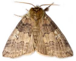 Attēlu rezultāti vaicājumam “Tethea or”