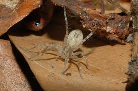 Attēlu rezultāti vaicājumam “Anyphaena accentuata”