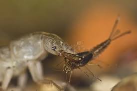 Attēlu rezultāti vaicājumam “Dytiscus sp. larva”