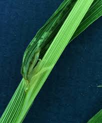 Attēlu rezultāti vaicājumam “Cinna latifolia fruit”