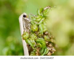 Attēlu rezultāti vaicājumam “Eilema griseola larva”