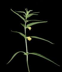 Attēlu rezultāti vaicājumam “Melampyrum sylvaticum”