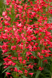 Image result for Penstemon