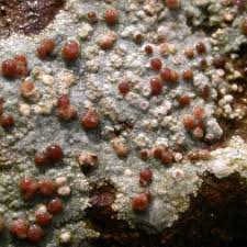 Attēlu rezultāti vaicājumam “Trapelia coarctata”