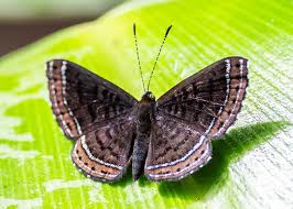 Attēlu rezultāti vaicājumam “Anania stachydalis”