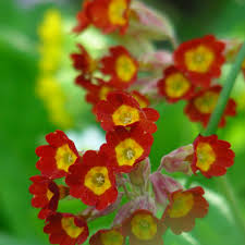 Attēlu rezultāti vaicājumam “Primula veris var. rubra flower”