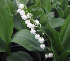 Attēlu rezultāti vaicājumam “Convallaria majalis leaf”