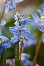 Attēlu rezultāti vaicājumam “Scilla siberica flower”