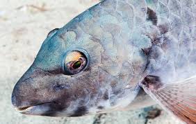 Image result for Sparisoma cretense