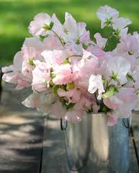 Image result for Lathyrus odoratus