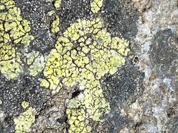 Attēlu rezultāti vaicājumam “Rhizocarpon geographicum”