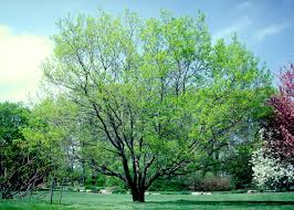 Attēlu rezultāti vaicājumam “Euura pedunculi”