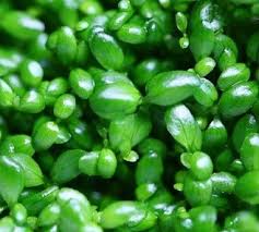 Attēlu rezultāti vaicājumam “Elatine hydropiper leaf”