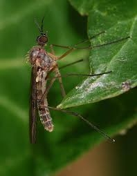 Attēlu rezultāti vaicājumam “Sylvicola sp.”