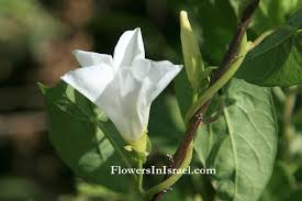 Attēlu rezultāti vaicājumam “Calystegia sepium fruit”