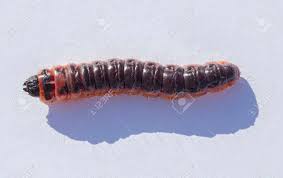 Attēlu rezultāti vaicājumam “Cossus cossus”