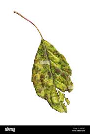 Attēlu rezultāti vaicājumam “Prunus domestica subsp. domestica leaf”