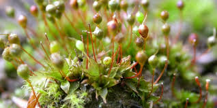 Attēlu rezultāti vaicājumam “Leptobryum pyriforme”