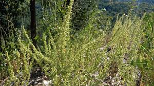 Image result for Chenopodium botrys