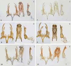 Attēlu rezultāti vaicājumam “Gelechia jakovlevi”