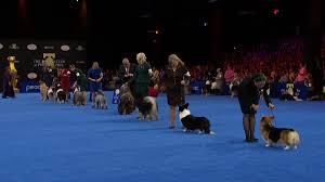 Image result for Herdings Park Football Club