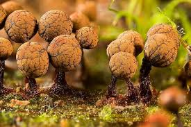 Attēlu rezultāti vaicājumam “Cribraria macrocarpa”