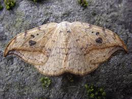 Attēlu rezultāti vaicājumam “Drepana falcataria”