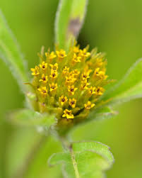 Attēlu rezultāti vaicājumam “Bidens cernua flower”
