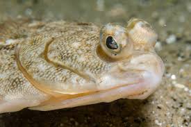 Image result for Reinhardtius hippoglossoides