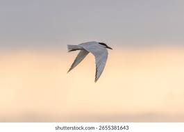 Image result for Gelochelidon nilotica