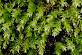 Attēlu rezultāti vaicājumam “Mnium hornum”