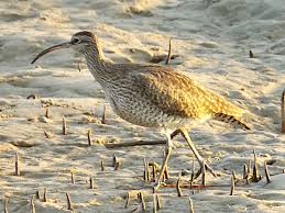 Attēlu rezultāti vaicājumam “Numenius phaeopus adult”