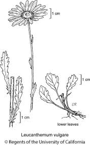 Attēlu rezultāti vaicājumam “Leucanthemum vulgare leaf”