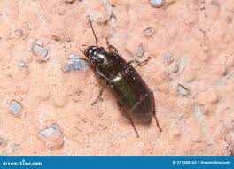 Attēlu rezultāti vaicājumam “Harpalus sp.”